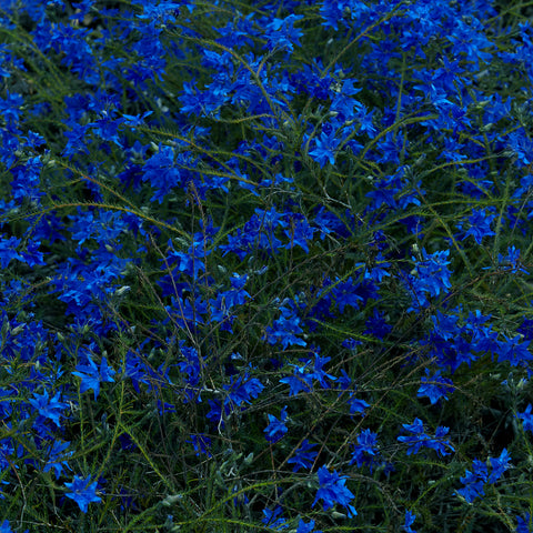 Jefre Cantu-Ledesma - Gift Songs - new vinyl